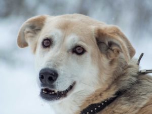 взять собаку из питомника москва бесплатно