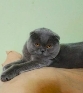 взять кошку из приюта обнинск