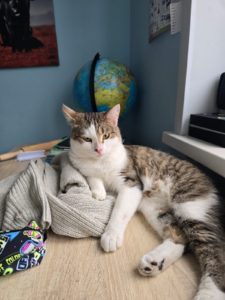 взять кота из приюта московская область