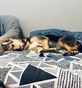 взять щенка бесплатно из приюта в Москве